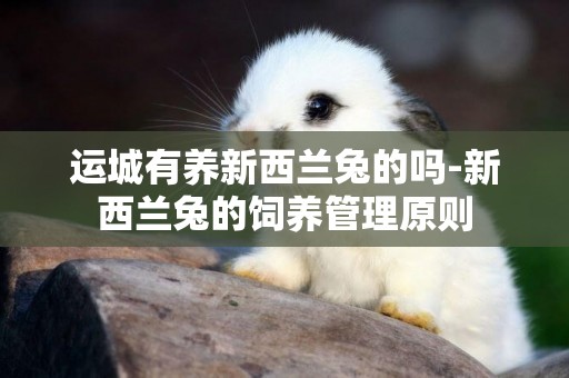 運城有養新西蘭兔的嗎-新西蘭兔的飼養管理原則