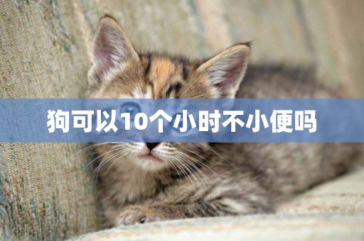 狗可以10個小時不小便嗎