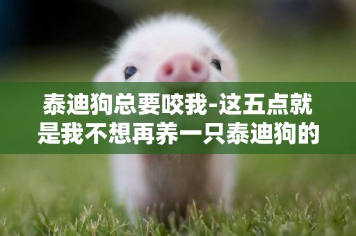 泰迪狗總要咬我-這五點就是我不想再養一只泰迪狗的原因