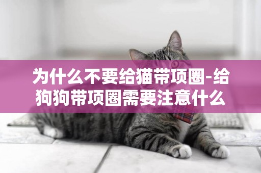 為什么不要給貓帶項圈-給狗狗帶項圈需要注意什么