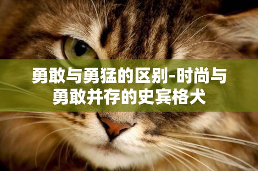 勇敢與勇猛的區別-時尚與勇敢并存的史賓格犬