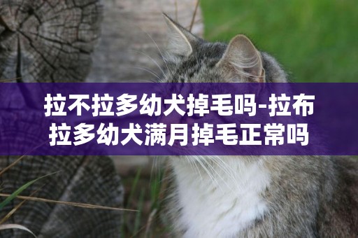 拉不拉多幼犬掉毛嗎-拉布拉多幼犬滿月掉毛正常嗎