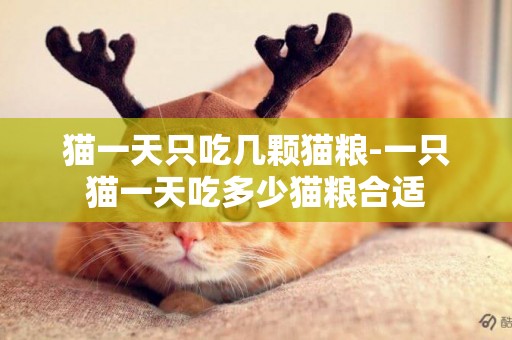 貓一天只吃幾顆貓糧-一只貓一天吃多少貓糧合適