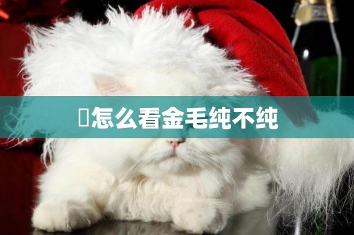 ?怎么看金毛純不純