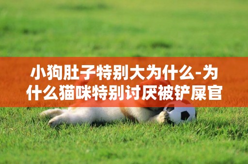 小狗肚子特別大為什么-為什么貓咪特別討厭被鏟屎官“摸肚子”