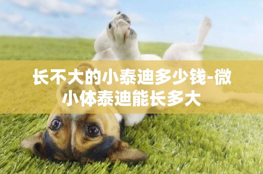 長不大的小泰迪多少錢-微小體泰迪能長多大