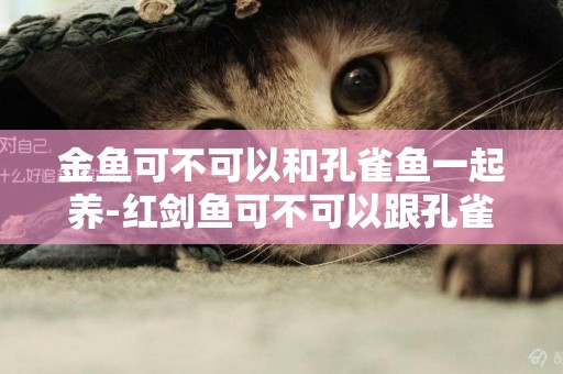 金魚可不可以和孔雀魚一起養-紅劍魚可不可以跟孔雀魚一起養