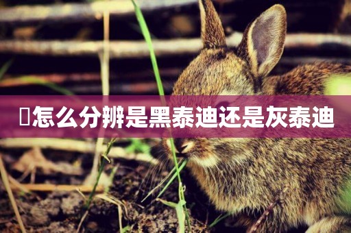 ?怎么分辨是黑泰迪還是灰泰迪 ?怎么分辨是黑泰迪還是灰泰迪