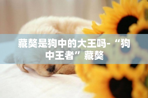 藏獒是狗中的大王嗎-“狗中王者”藏獒