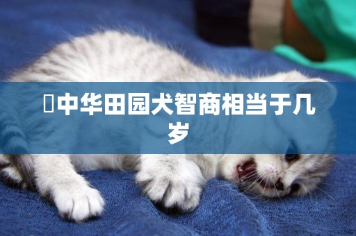?中華田園犬智商相當于幾歲