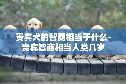 貴賓犬的智商相當于什么-貴賓智商相當人類幾歲
