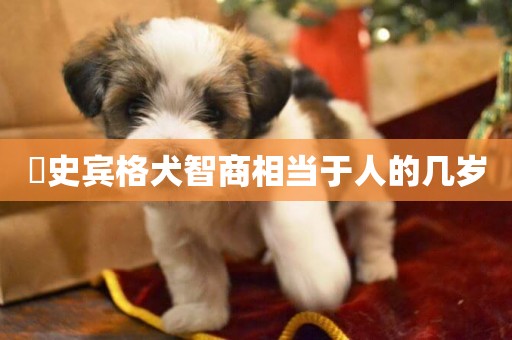 ?史賓格犬智商相當于人的幾歲