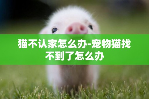 貓不認家怎么辦-寵物貓找不到了怎么辦