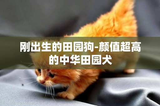 剛出生的田園狗-顏值超高的中華田園犬