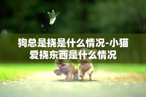 狗總是撓是什么情況-小貓愛撓東西是什么情況