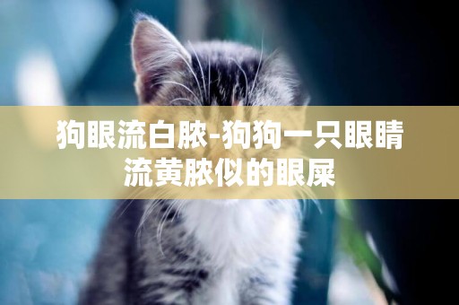 狗眼流白膿-狗狗一只眼睛流黃膿似的眼屎