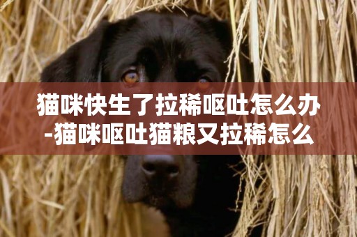 貓咪快生了拉稀嘔吐怎么辦-貓咪嘔吐貓糧又拉稀怎么辦