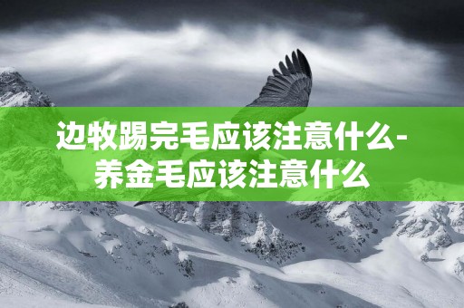 邊牧踢完毛應該注意什么-養金毛應該注意什么