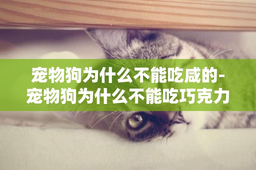 寵物狗為什么不能吃咸的-寵物狗為什么不能吃巧克力