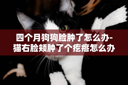 四個月狗狗臉腫了怎么辦-貓右臉頰腫了個疙瘩怎么辦