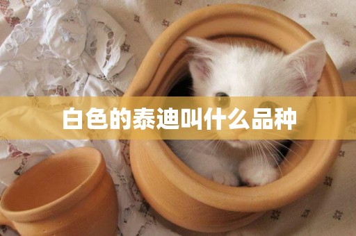 白色的泰迪叫什么品種