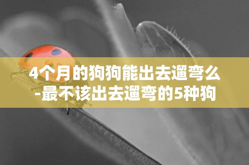 4個月的狗狗能出去遛彎么-最不該出去遛彎的5種狗