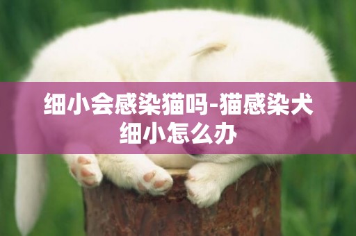 細小會感染貓嗎-貓感染犬細小怎么辦