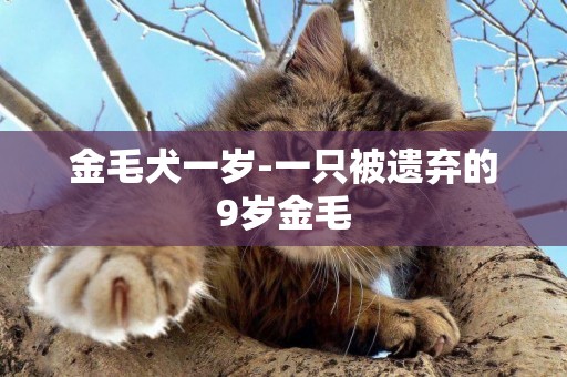 金毛犬一歲-一只被遺棄的9歲金毛