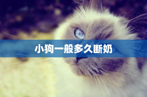 小狗一般多久斷奶