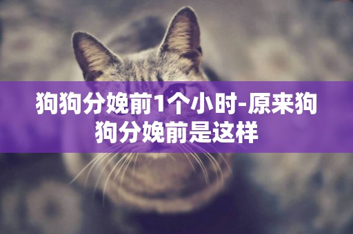 狗狗分娩前1個小時-原來狗狗分娩前是這樣