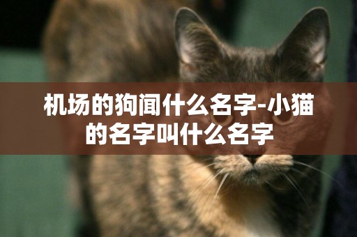 機場的狗聞什么名字-小貓的名字叫什么名字