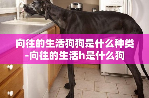 向往的生活狗狗是什么種類-向往的生活h是什么狗