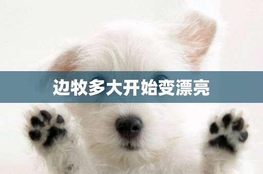 邊牧多大開始變漂亮