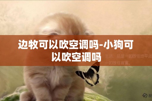 邊牧可以吹空調嗎-小狗可以吹空調嗎