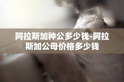 阿拉斯加種公多少錢-阿拉斯加公母價格多少錢