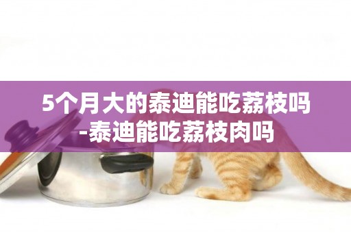 5個月大的泰迪能吃荔枝嗎-泰迪能吃荔枝肉嗎