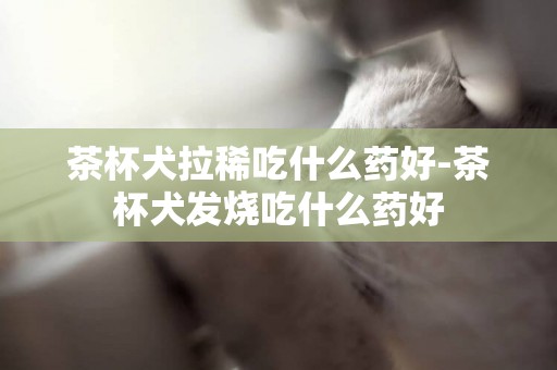茶杯犬拉稀吃什么藥好-茶杯犬發燒吃什么藥好