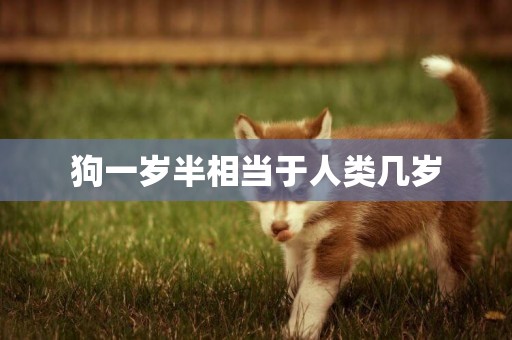 狗一歲半相當于人類幾歲