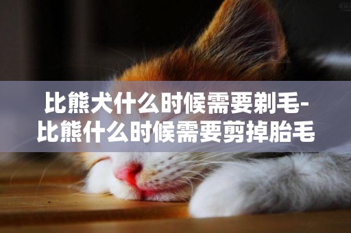 比熊犬什么時候需要剃毛-比熊什么時候需要剪掉胎毛