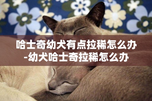 哈士奇幼犬有點拉稀怎么辦-幼犬哈士奇拉稀怎么辦