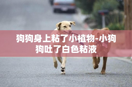 狗狗身上粘了小植物-小狗狗吐了白色粘液