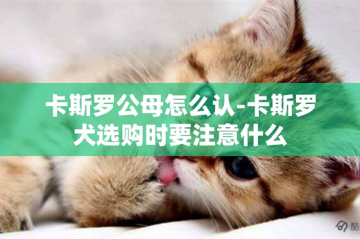 卡斯羅公母怎么認-卡斯羅犬選購時要注意什么