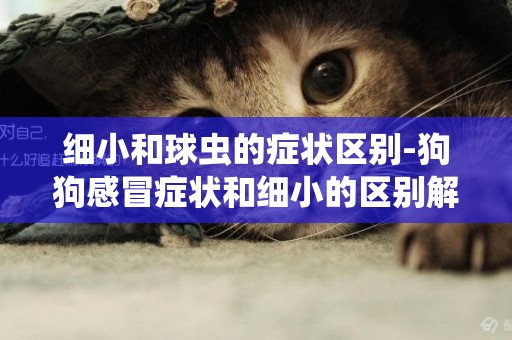 細小和球蟲的癥狀區別-狗狗感冒癥狀和細小的區別解讀