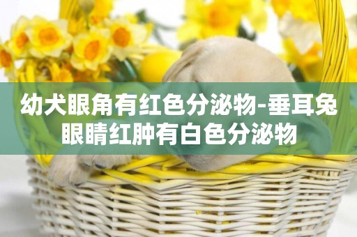 幼犬眼角有紅色分泌物-垂耳兔眼睛紅腫有白色分泌物