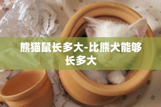 熊貓鼠長多大-比熊犬能夠長多大