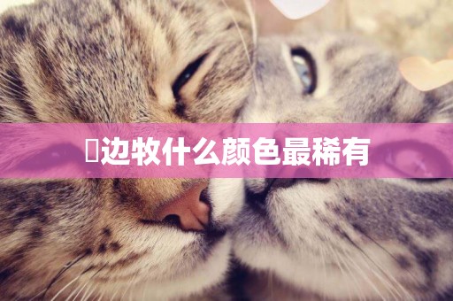 ?邊牧什么顏色最稀有
