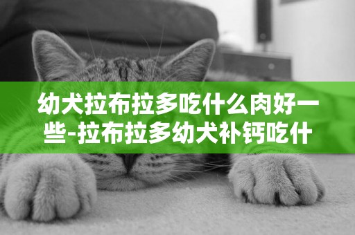 幼犬拉布拉多吃什么肉好一些-拉布拉多幼犬補鈣吃什么好
