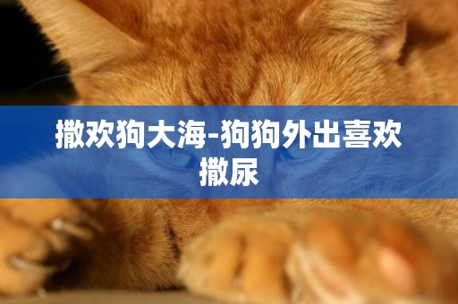 撒歡狗大海-狗狗外出喜歡撒尿