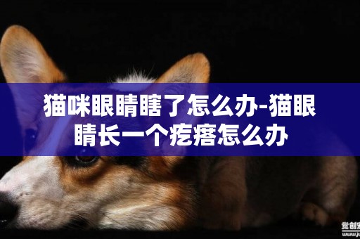 貓咪眼睛瞎了怎么辦-貓眼睛長一個疙瘩怎么辦