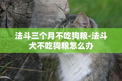 法斗三個月不吃狗糧-法斗犬不吃狗糧怎么辦